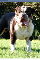 IOEBA Reg. Olde English Bulldogge pup