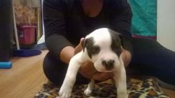 Just In Time For Christmas Olde English Bulldogge