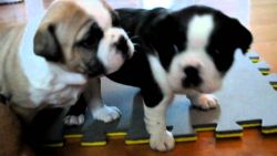 Olde Boston Bulldogge puppies for sale