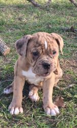 Olde English pups for sale