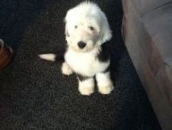Quality Old English Sheepdog Puppies For Sale