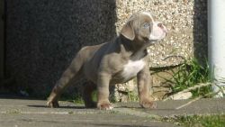 english bulldog puppy available gfgdgf