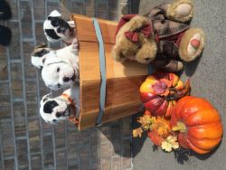 Olde English puppies for sale