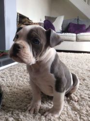 Old English Bulldog Pups Only 2 Left Ready Now