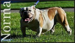 Oldie English Bulldogge Female carries Tri and Blue