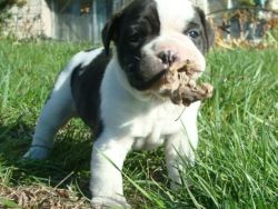 Olde English Bulldogge Puppies Available Today!