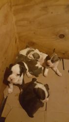 3 male pups for sale