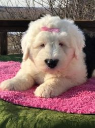 Old English Sheepdog puppies for sale