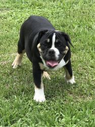 OLDE ENGLISH BULL DOG PUPPIES FOR SALE