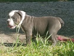 14 week old blue trindle female olde english bulldogge puppy vailable