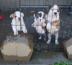 Female Olde English bulldogge puppies available