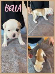 Old English bulldog puppies for sale