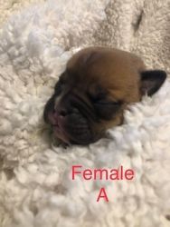 OLDE ENGLISH BULLDOGGE PUPPIES AVAILABLE