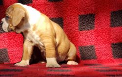 Adorable Olde English Bulldogge Puppy with lots of Potential