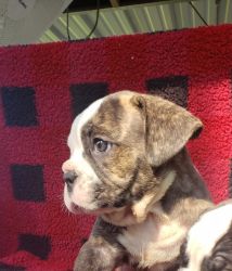 Adorable Olde English Bulldogge Puppies with a ton of Potential