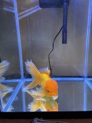 Full grown Fancy Oranda Goldfish