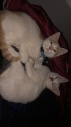2 male kittens about 4 months old