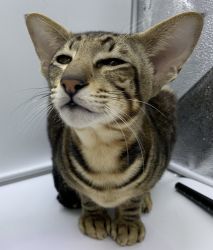 Oriental Shorthair Male Cat