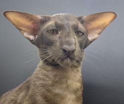 OSH Oriental Shorthair Male Cat