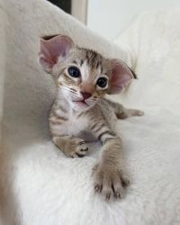 Oriental Shorthair Kittens