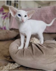 Affordable oriental shorthair kitten for sale
