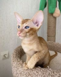Available Oriental shorthair kitten