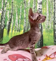 Enchanting Oriental Kittens for Sale: Graceful Companions Await!