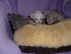 Four gorgeous Orientals kittens