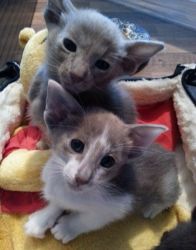 Beautiful Oriental Kittens