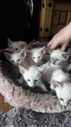 Oriental Kittens For Sale