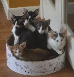 Blue Oriental X Kittens For Sale!