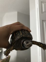 Box Turtle for sale!