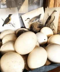 ostrich egg for sale los angeles