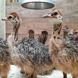 OSTRICH CHICKS for sale