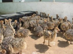 Ostrich siblings and eggs available