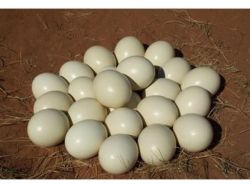 Ostrich,parrot and fertile eggs for sale