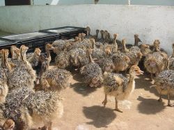 Ostrich Chicks and Guarantee Fertile Ostrich Eggs for sale.(xxx)-xxxx