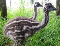 Ostrich, emu, rhea chicks and eggs