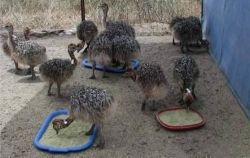 Healthy ostrich chicks for sale.