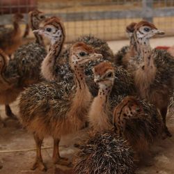 Healthy ostrich chicks, hatching eggs and other Birds for sale