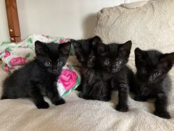 Four Black Adorable Kittens