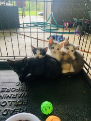 3 kittens free to good home