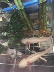 Two Healthy 8 Month Axolotls