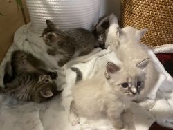 Kittens boys and girls