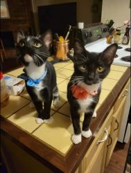 2 Kittens need a new home