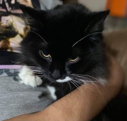 Nice cat looking for new home