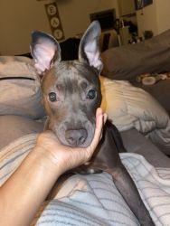 5 month blue nose pittie needs rehoming