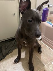5 month old pitbull puppy
