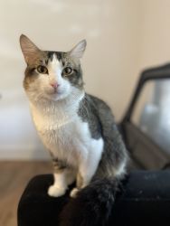 Cat Needs Forever Home