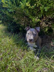 Blue Nose Pit Puppy